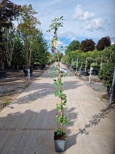 Akebia quinata 150-175 cm cont. 5,0L