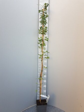 Akebia quinata 150-175 cm cont. 5,0L - afbeelding 2