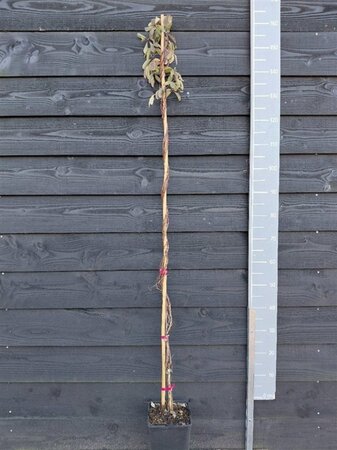 Akebia quinata 150-175 cm cont. 5,0L - afbeelding 7