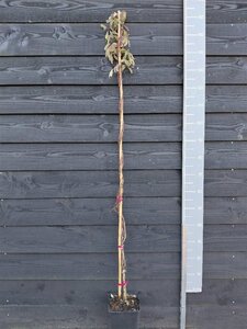 Akebia quinata 150-175 cm cont. 5,0L - afbeelding 7