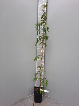 Akebia quinata 150-175 cm cont. 5,0L - afbeelding 4