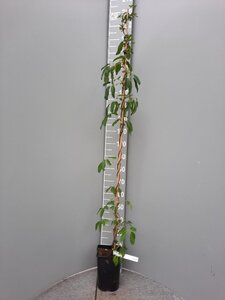 Akebia quinata 150-175 cm cont. 5,0L - afbeelding 4