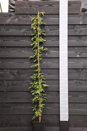 Akebia quinata 150-175 cm cont. 5,0L - afbeelding 7