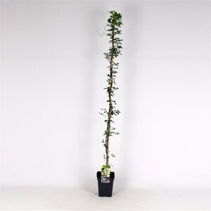 Akebia quinata 150-175 cm cont. 5,0L - image 6