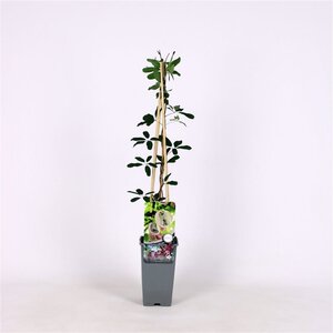 Akebia quinata 150-175 cm cont. 5,0L - image 2