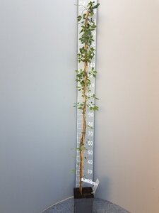 Akebia quinata 150-175 cm cont. 5,0L - image 3