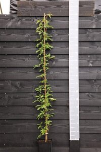 Akebia quinata 150-175 cm cont. 5,0L - image 7