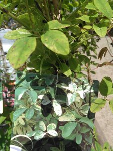 Akebia quinata 'Variegata' 80-100 cm cont. 2,0L