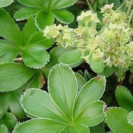 Alchemilla alpina geen maat specificatie 0,55L/P9cm - afbeelding 1