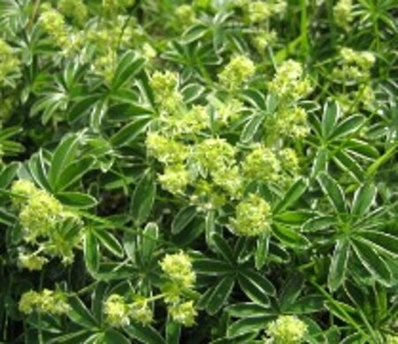 Alchemilla alpina geen maat specificatie 0,55L/P9cm - afbeelding 2