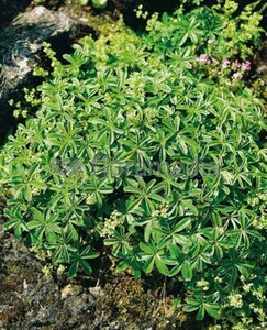 Alchemilla alpina geen maat specificatie 0,55L/P9cm - afbeelding 3