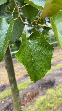 Alnus cordata 10-12 Hoogstam draadkluit - afbeelding 5