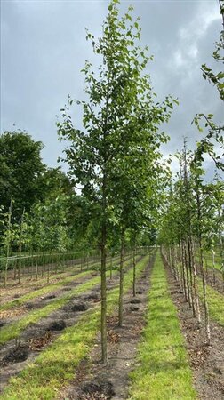 Alnus cordata 10-12 Hoogstam draadkluit - afbeelding 6