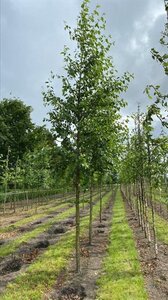 Alnus cordata 18-20 Hoogstam draadkluit 3 X verplant - afbeelding 5