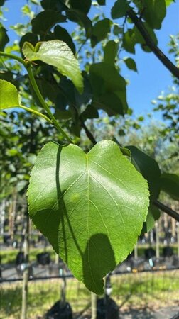 Alnus cordata 18-20 Hoogstam draadkluit 3 X verplant - afbeelding 6