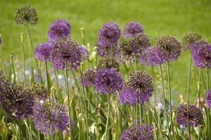 Allium giganteum geen maat specificatie 0,55L/P9cm