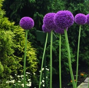 Allium giganteum geen maat specificatie 0,55L/P9cm - image 2