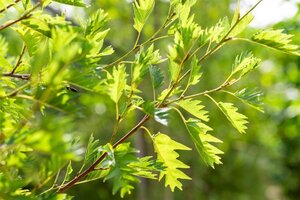 Alnus glutinosa 'Laciniata' 10-12 Hoogstam draadkluit - afbeelding 2