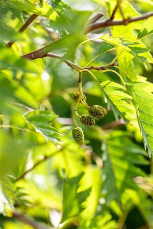 Alnus glutinosa 'Laciniata' 10-12 Hoogstam draadkluit - afbeelding 3