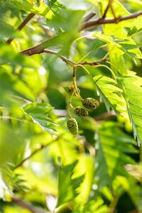 Alnus glutinosa 'Laciniata' 10-12 Hoogstam draadkluit - afbeelding 3