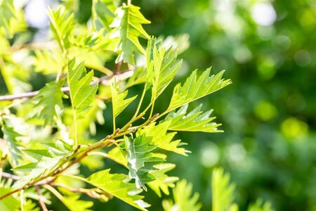 Alnus glutinosa 'Laciniata' 10-12 Hoogstam draadkluit - afbeelding 4
