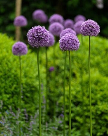 Allium 'Globemaster' geen maat specificatie 0,55L/P9cm - image 1