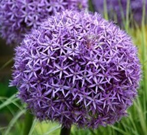 Allium 'Globemaster' geen maat specificatie 0,55L/P9cm - image 2