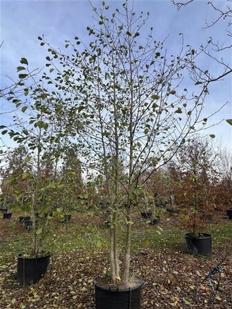 Alnus glutinosa 350-400 cm cont. 160L meerstammig