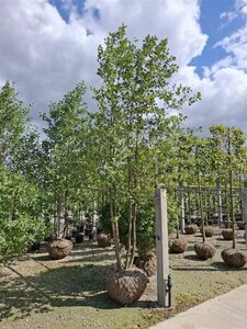 Alnus glutinosa 400-450 cm draadkluit meerstammig