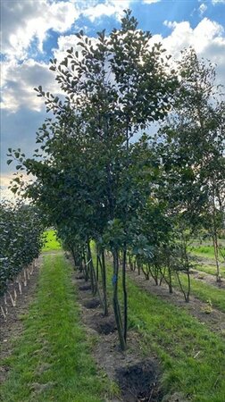 Alnus glutinosa 450-500 cm draadkluit meerstammig - afbeelding 2