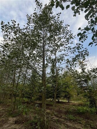 Alnus glutinosa 500-550 cm WRB multi-stem - image 2