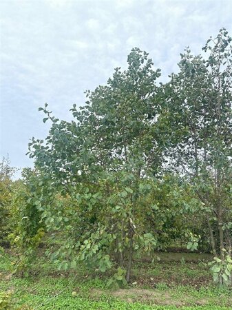Alnus glutinosa 500-550 cm WRB multi-stem - image 1