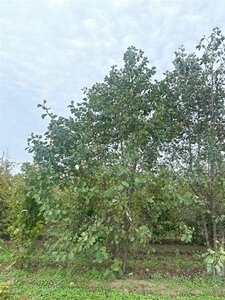 Alnus glutinosa 500-550 cm WRB multi-stem
