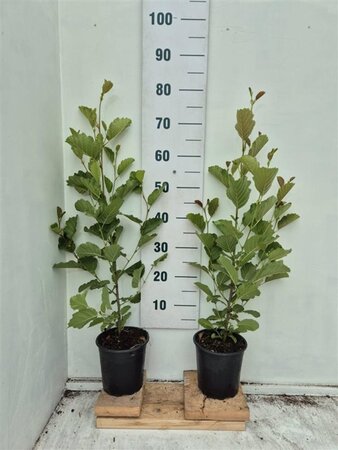 Alnus glutinosa 60-100 cm cont. 2,0L - afbeelding 2