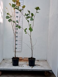 Alnus glutinosa 60-100 cm cont. 2,0L