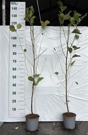 Alnus glutinosa 80-100 cm cont. 2,0L