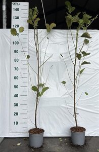 Alnus glutinosa 80-100 cm cont. 2,0L