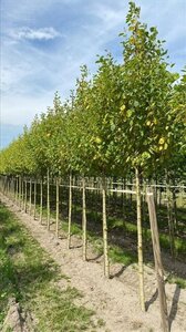 Alnus inc. 'Aurea' 12-14 Hoogstam draadkluit 2 X verplant