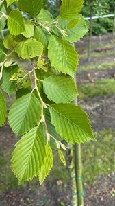 Alnus incana 10-12 Hoogstam draadkluit - afbeelding 6