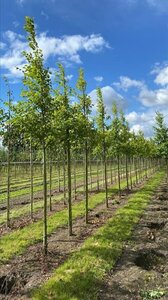 Alnus incana 10-12 Hoogstam draadkluit - afbeelding 7