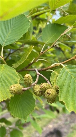 Alnus incana 10-12 Hoogstam draadkluit - afbeelding 8