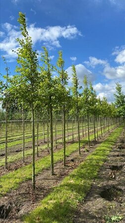 Alnus incana 18-20 Hoogstam draadkluit 3 X verplant - afbeelding 2