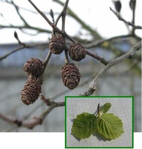 Alnus incana 8-10 Hoogstam wortelgoed - afbeelding 6