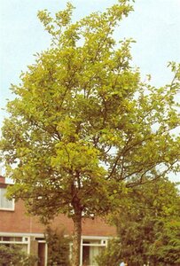 Alnus incana 8-10 Hoogstam wortelgoed - afbeelding 7