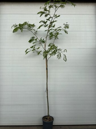 Albizia julibr. Ombrella 6-8 Hoogstam container