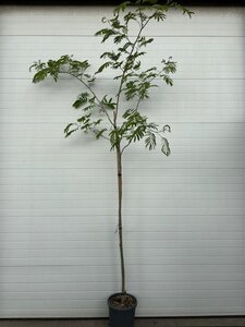 Albizia julibr. Ombrella 6-8 Hoogstam container