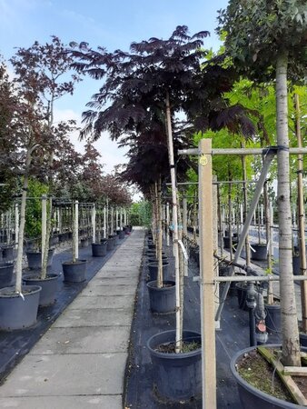 Albizia julibr. 'Summer Chocolate' 12-14 Hoogstam container - afbeelding 5