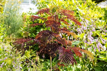 Albizia julibr. 'Summer Chocolate' 12-14 Hoogstam container - afbeelding 1