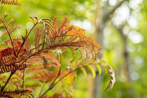 Albizia julibr. 'Summer Chocolate' 12-14 Hoogstam container - afbeelding 3