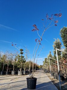 Albizia julibr. 'Summer Chocolate' 250-300 cm container meerstammig